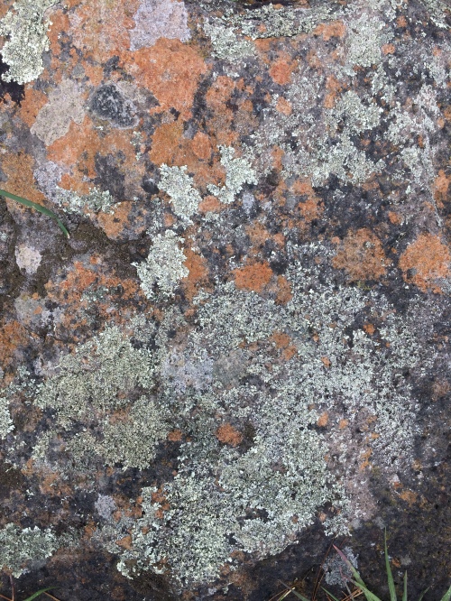 4 lichen